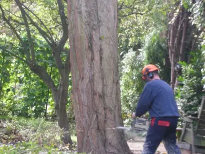 Tree Services Gallery