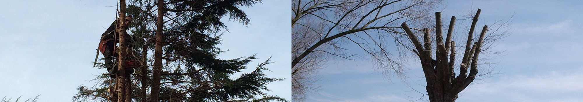 Photo of Tree Services Nottingham