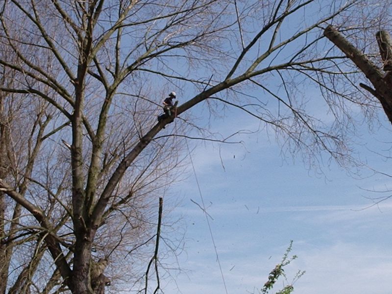 Tree felling Nottingham: Swipe To View More Images