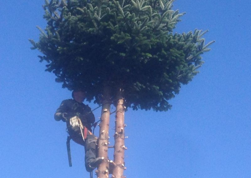 Conifer removal: Swipe To View More Images
