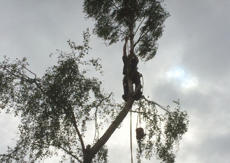 Tree Felling Nottingham: Swipe To View More Images