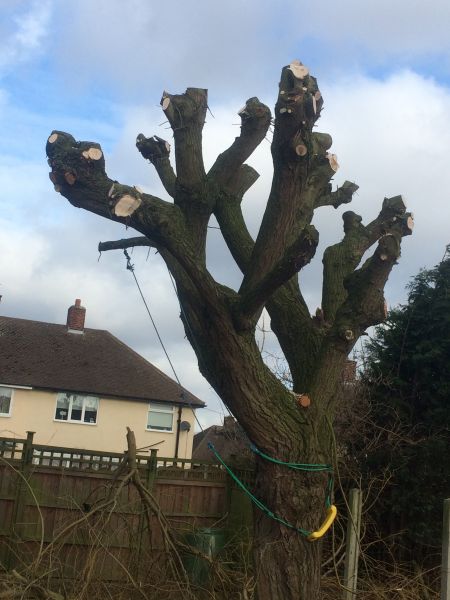 Tree pruning Nottingham: Swipe To View More Images