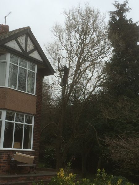 Tree Felling Nottingham: Swipe To View More Images