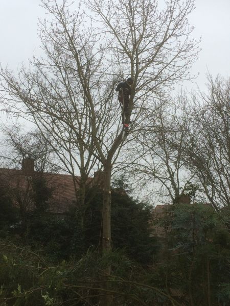 Tree Felling Nottingham: Swipe To View More Images