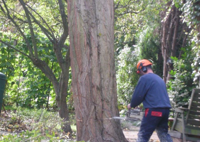 Tree Felling Nottingham: Swipe To View More Images