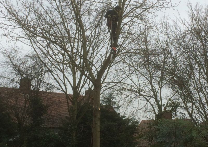 Tree Felling Nottingham: Swipe To View More Images