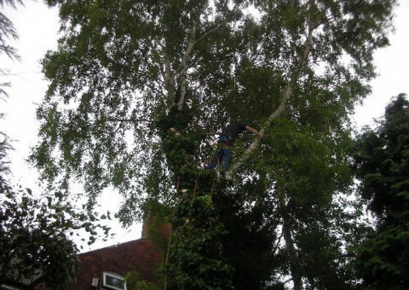 Tree Felling Nottingham: Swipe To View More Images