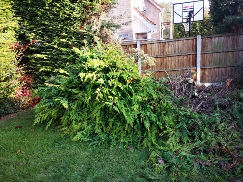 Click Here To Enlarge This Photo Of Conifer hedge removal
