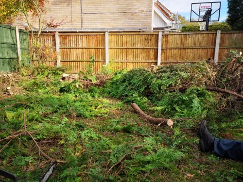 Click Here To Enlarge This Photo Of Conifer hedge removal