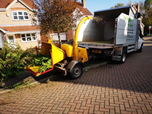 Click Here To Enlarge This Photo Of Conifer hedge removal