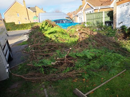 Click Here To Enlarge This Photo Of Conifer hedge removal