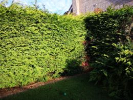 Conifer hedge removal
