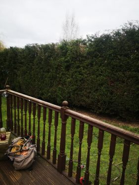 Click Here To Enlarge This Photo Of Conifer trim