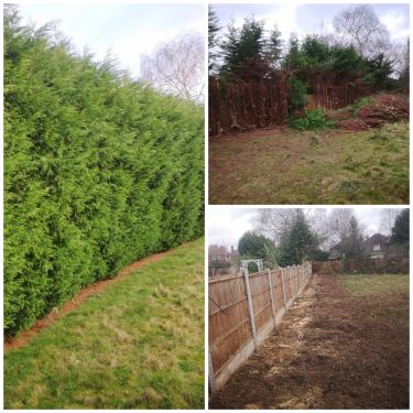 Click Here To Enlarge This Photo Of Removal of Conifers