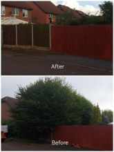 Tree and hedge removal