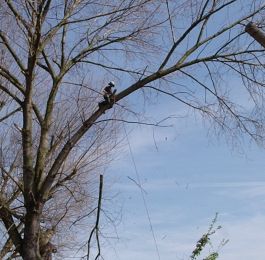 Tree felling Nottingham: Click Here To View Larger Image
