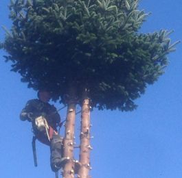 Conifer removal: Click Here To View Larger Image