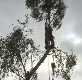 Tree Felling Nottingham: Click Here To View Larger Image