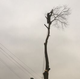 Tree Felling Nottingham: Click Here To View Larger Image
