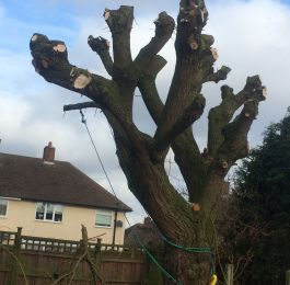 Tree pruning Nottingham: Click Here To View Larger Image