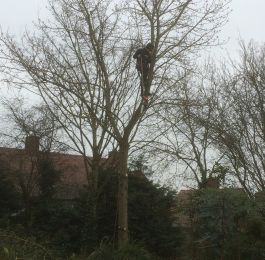 Tree Felling Nottingham: Click Here To View Larger Image