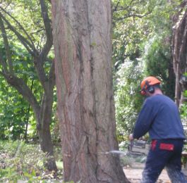 Tree Felling Nottingham: Click Here To View Larger Image