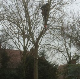Tree Felling Nottingham: Click Here To View Larger Image