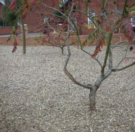 Graveled garden: Click Here To View Larger Image