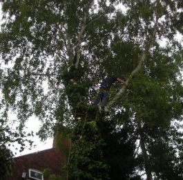 Tree Felling Nottingham: Click Here To View Larger Image