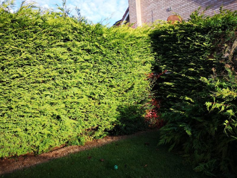Conifer hedge removal Joe Taylor Gardening Services