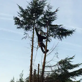 Tree Services